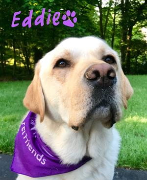 Eddie - a yellow lab wearing a purple bandana