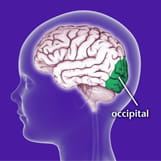 Area of the brain effected by Benign Occipital Epilepsy.