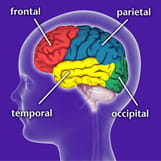 Epilepsy Syndromes and the areas of the brain they effect.