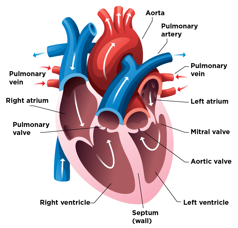 SOLVED: 5 Clearly identify and label the diagram of a human heart with the  following: Right Atrium, Left Ventricle, Aorta, Valve (any valve), Superior  Vena Cava. Draw your own lines (SC Marks).