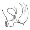 Pelvic Anatomy of a Boy