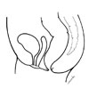 Pelvic Anatomy of a Girl