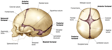 Cranial Suture