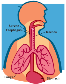 Flexible Bronchoscopy