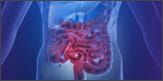 Intestine graphic.