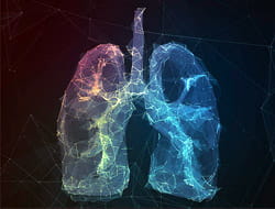 Lungs