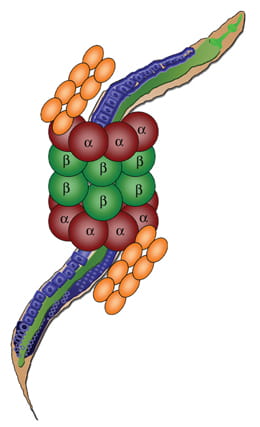 Proteasomal Regulation of Aging