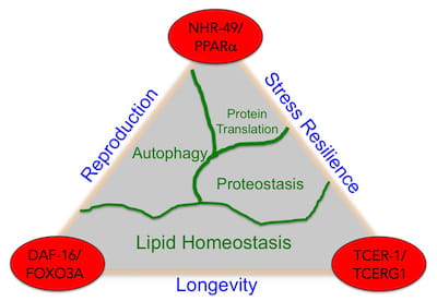 Transcription Factors that Mediate Signals From Reproductive Cells to Modulate Aging