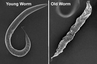 ith a lifespan of only three weeks, C. elegans, helps the Ghazi Lab understand the genetics of aging. 