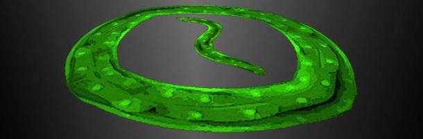 The Ghazi Lab &ndash; Molecular Genetics of Aging