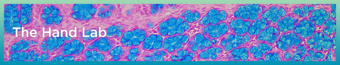 The Hand Lab for Immunity to Bacterial Colonization