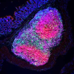 Hand Lab Oral Vaccination Cellular Visual