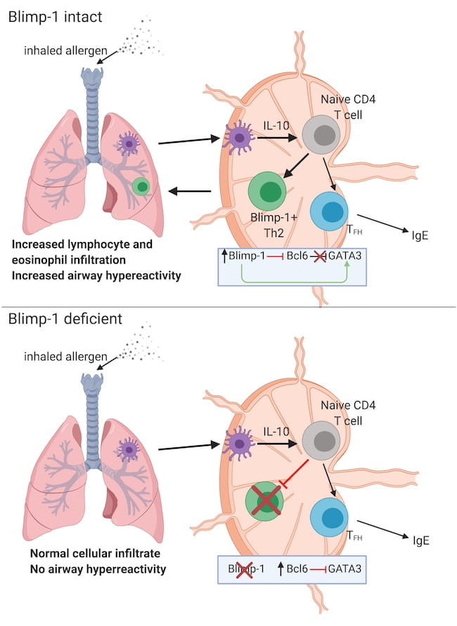 Blimp-1 promotes Th2 cells in allergic asthma (Created with BioRender.com)