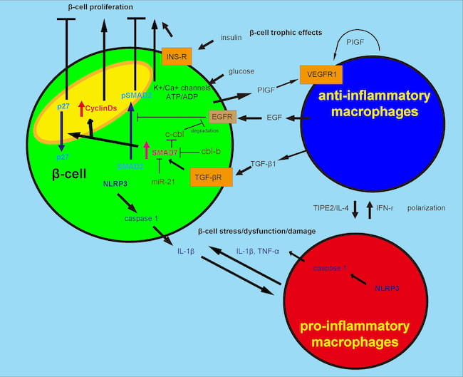 Macrophages mediate the response of beta cells to metabolic needs and inflammatory insults.