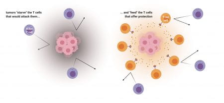 tumors "starve" the T cells that would attack them... and "feed" the T cells that offer protection