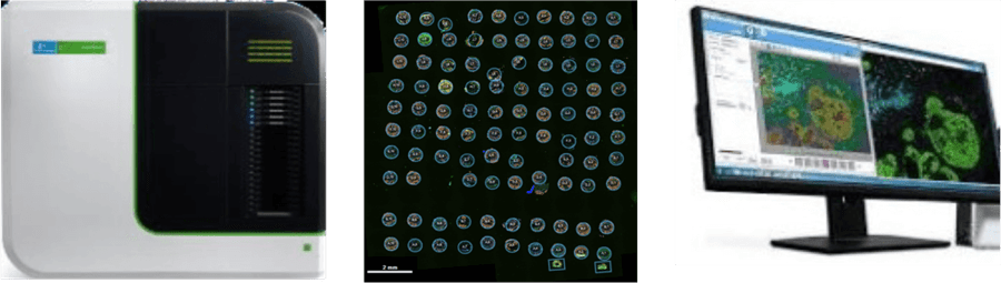 Multiplex Staining and Imaging Workflow