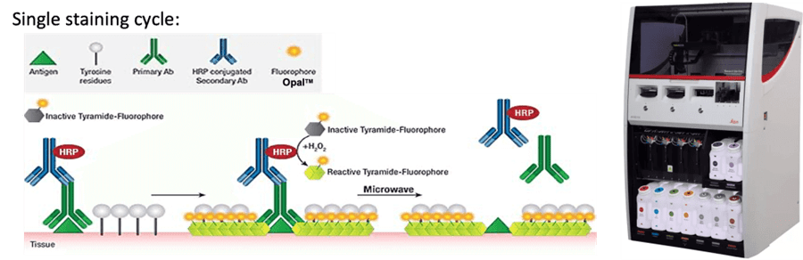 Multiplex Staining and Imaging Workflow: single staining cycle.
