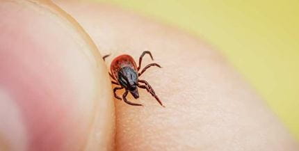 2023 Lyme Disease Update for Physicians