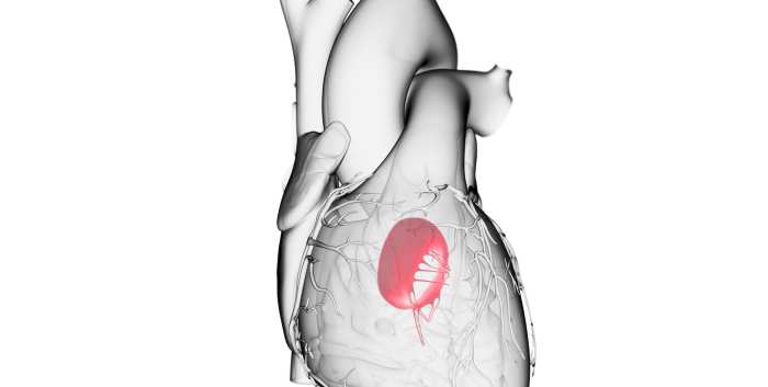 Mitral Valve Anatomy and Echo Evaluation of Mitral Regurgitation 2