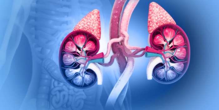Primary Aldosteronism Adrenal Insufficiency