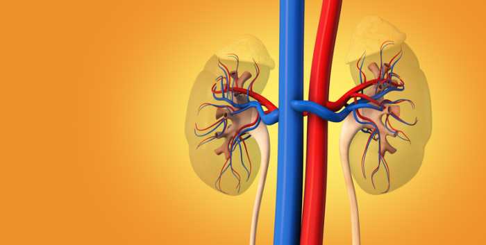 Vascular Rejection in Kidney Transplantation