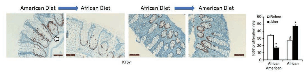 Proliferation in epithelial crypt cells, 