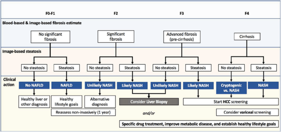 Proposed algorithm for fibrosis stratification, screening, and management of patients with liver diseases