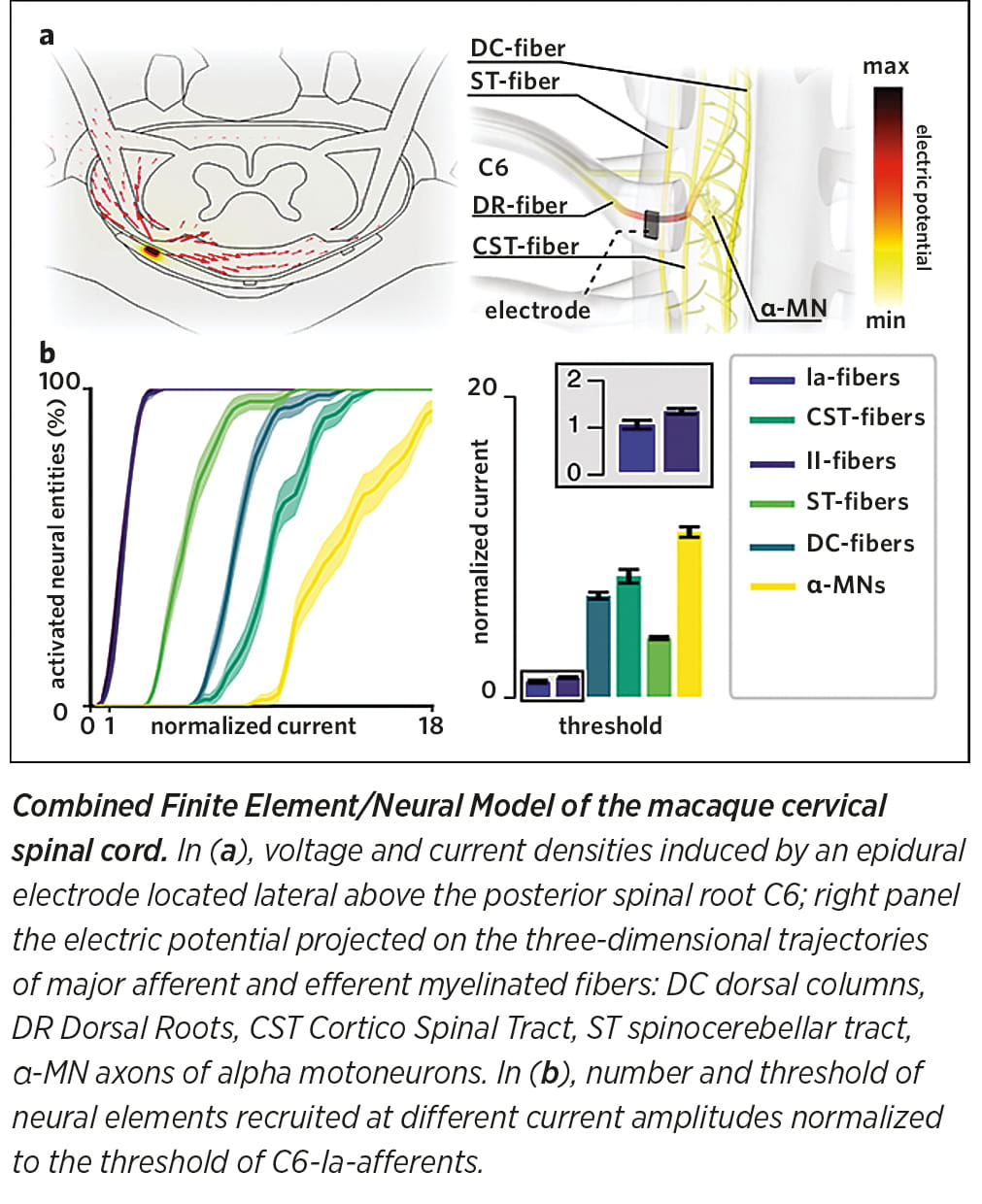 Combined Finite Element/Neural Model of the macaque cervical spinal cord