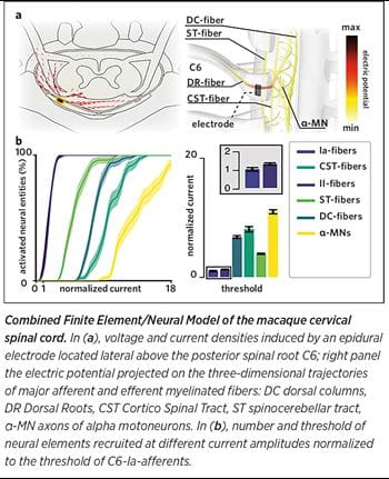 Combined Finite Element/Neural Model of the macaque cervical spinal cord