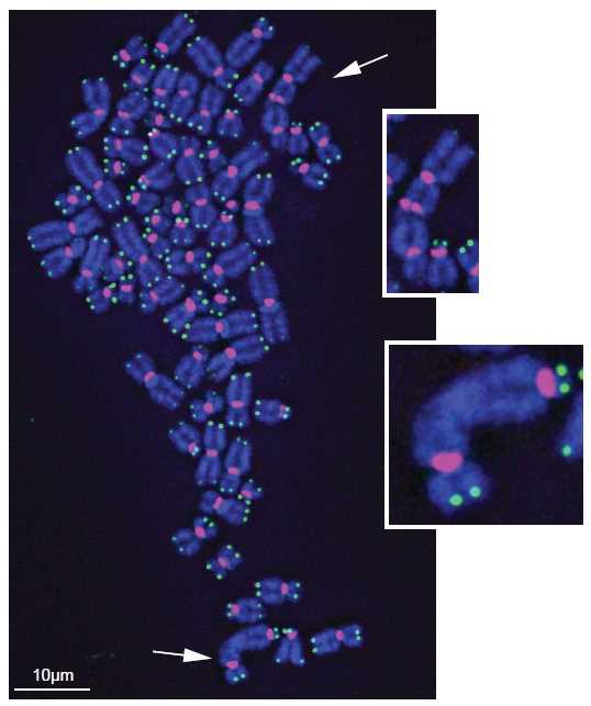 052119 Oxidative Stress Shortens Telomeres 2