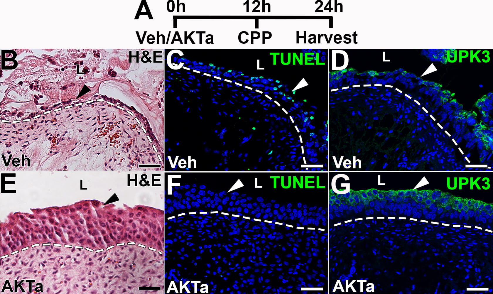 Representative images from cyclophosphamide injured mice showing urothelial cytoprotection