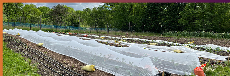 Addressing Food Insecurity at Hilltop Urban Farm