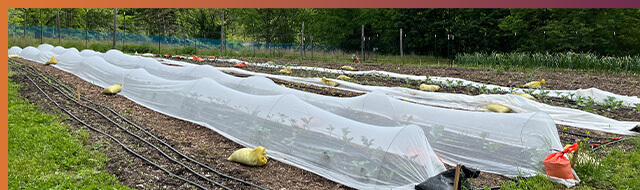 Addressing Food Insecurity at Hilltop Urban Farm