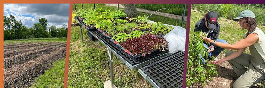 Youth and Farmer Incubation Programs at Hilltop Urban Farm