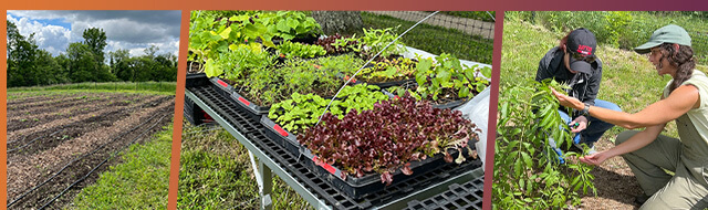 Youth and Farmer Incubation Programs at Hilltop Urban Farm