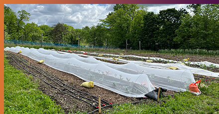 Addressing Food Insecurity at Hilltop Urban Farm