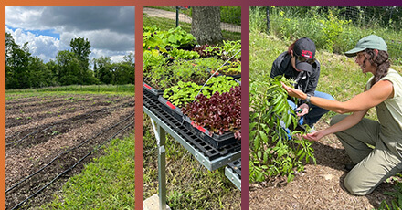 Youth and Farmer Incubation Programs at Hilltop Urban Farm
