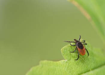 Close-up image of a Blacklegged or deer tick (Ixodes scapularis).
