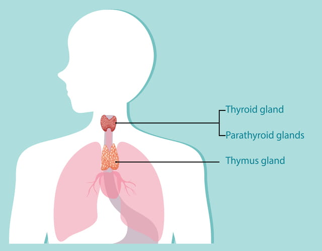 Thymus, thyroid, parathyroid glands diagram