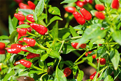 Learn more about the hospital gardens at UPMC Magee-Womens.