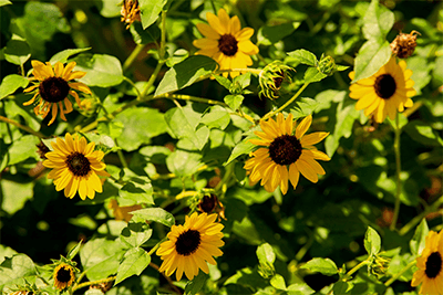 Learn more about the hospital gardens at UPMC Magee-Womens.
