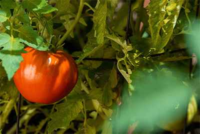 Learn more about the hospital gardens at UPMC Magee-Womens.