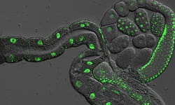 Healthspan Lifespan worm feature