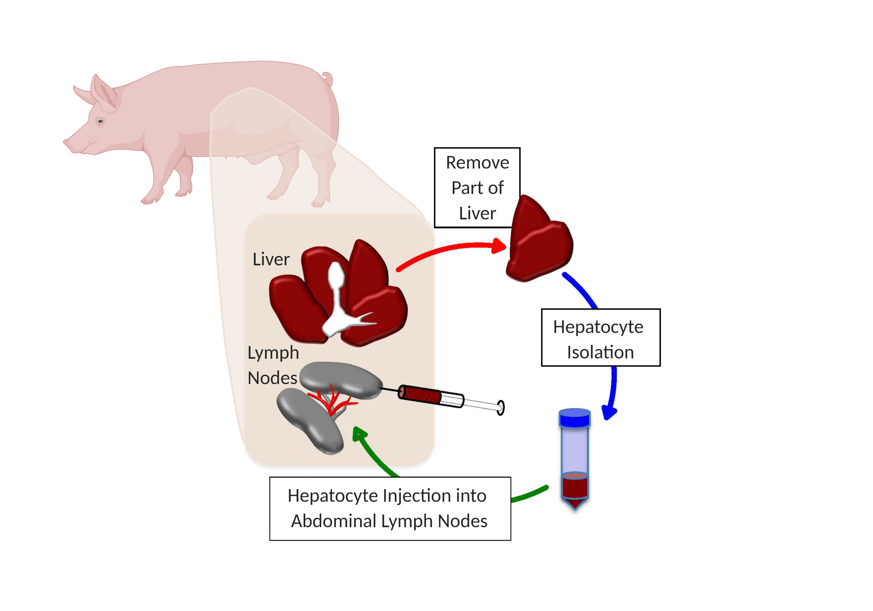 Lagasse Pig Liver Lymph Nodes HR