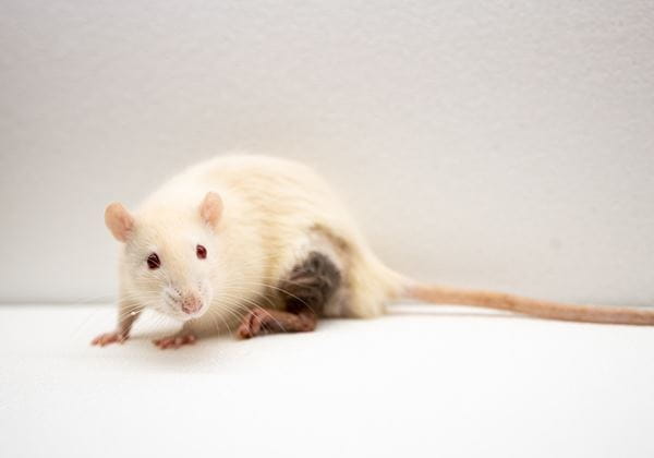 Tregs Biomemetics Transplant Rats3 HR