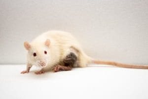 Tregs Biomemetics Transplant Rats3 release