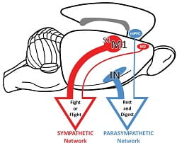 Brain to Stomach Fig 5 release