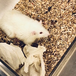 Rat with Mini Human Liver release