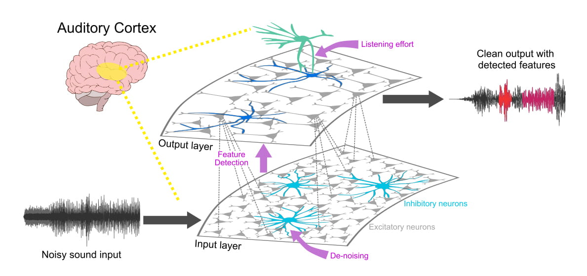Sound Processing Network Brain HR