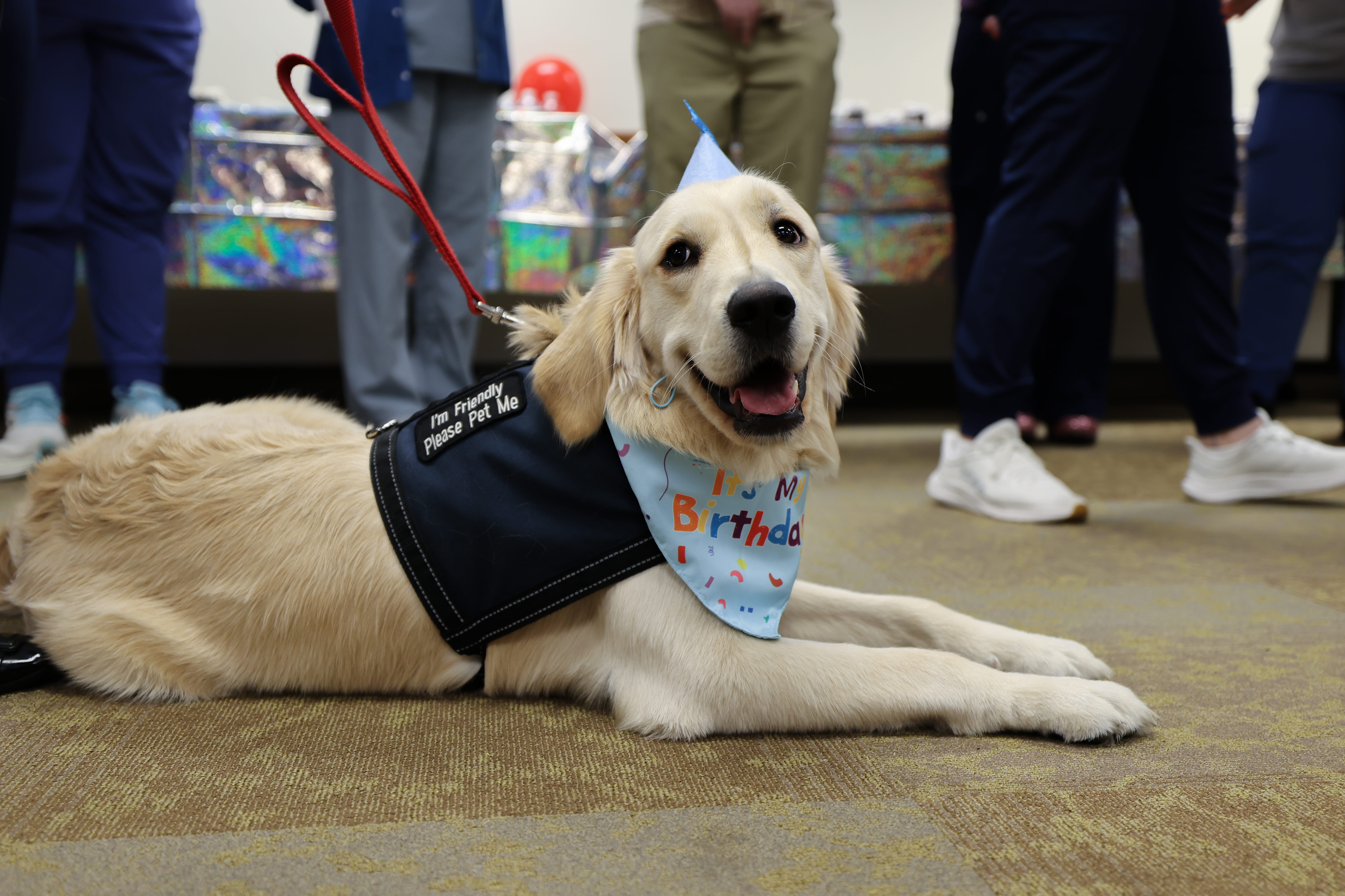 Therapy Dog 1